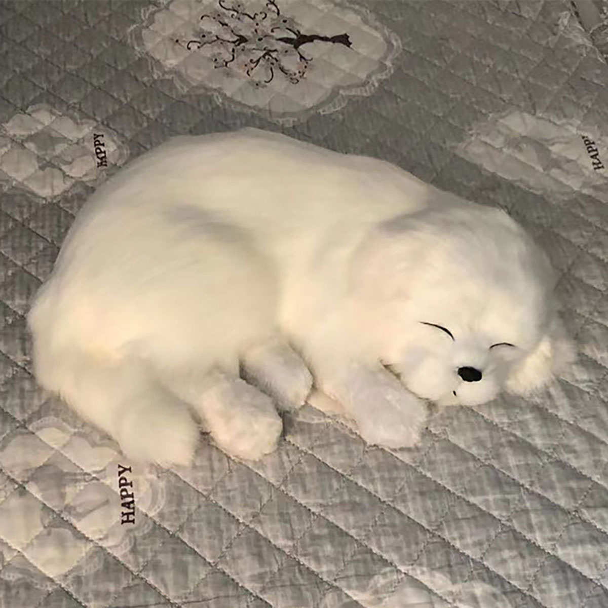chien Samoyède blanc