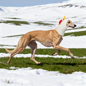 Chapéu Engraçado de Lã Tricotada com Padrão de Desenho Animado Estilo Europeu-Americano para Gatos e Cães, Acessório de Inverno - Product Image 3