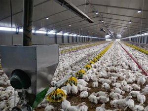 Chất lượng cao đúc sẵn bò trang trại Kết Cấu Thép tòa nhà bò đổ cho nhà để xe tại Trung Quốc - Product Image 5