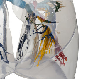 الطبية sucience الإنسان شفافة الرئة نموذج تشريح broncopulmonary قطاعات نموذج لل مستشفى - Product Image 6