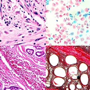 Microscope biologique binoculaire vétérinaire avec objectifs multiples et plateau de précision <span class=keywords><strong>pour</strong></span> échantillons de sang, de sperme et de tissus animaux - Product Image 3