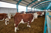 Nave Agrícola Prefabricada de Acero de Diseño Moderno para la Cría de Cabras y Ovejas en Granjas