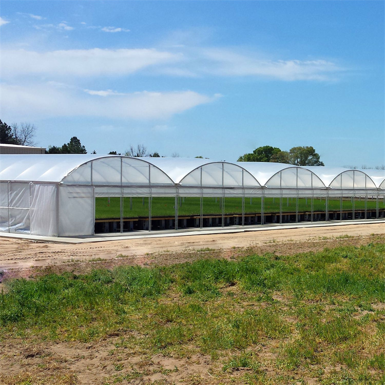 Agriculture Tomato Multi- Span Tunnel Serre Agricole Green House Metal Frame Horticulture Tropical Greenhouse Price