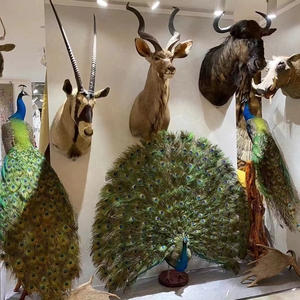 Decoración de Pared para el Hogar, <span class=keywords><strong>Hotel</strong></span>, Club, <span class=keywords><strong>Villa</strong></span>, Colección de Arte de Decoración de Pared con Cabeza de Antílope - Product Image 3