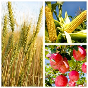 <span class=keywords><strong>Mejor</strong></span> Precio EDTA-MnNa2 Manganeso EDTA Micronutrientes Quelados para el Crecimiento de Plantas Hidropónicas CAS 15375-84-5 Venta al por Mayor de Fábrica - Product Image 2