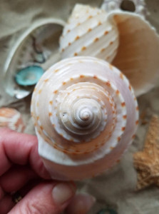 Hot-bán tonna tesselata chất lượng tốt nhất mẹ của ngọc trai cho trang trí nội thất và đồ trang sức khảm kỹ thuật giá tốt cho xuất khẩu - Product Image 4