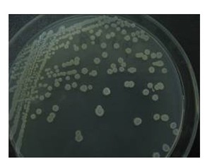 Nông nghiệp/động vật/nuôi trồng thủy sản sử dụng đa chức năng vi khuẩn bacillus subtilis - Product Image 2