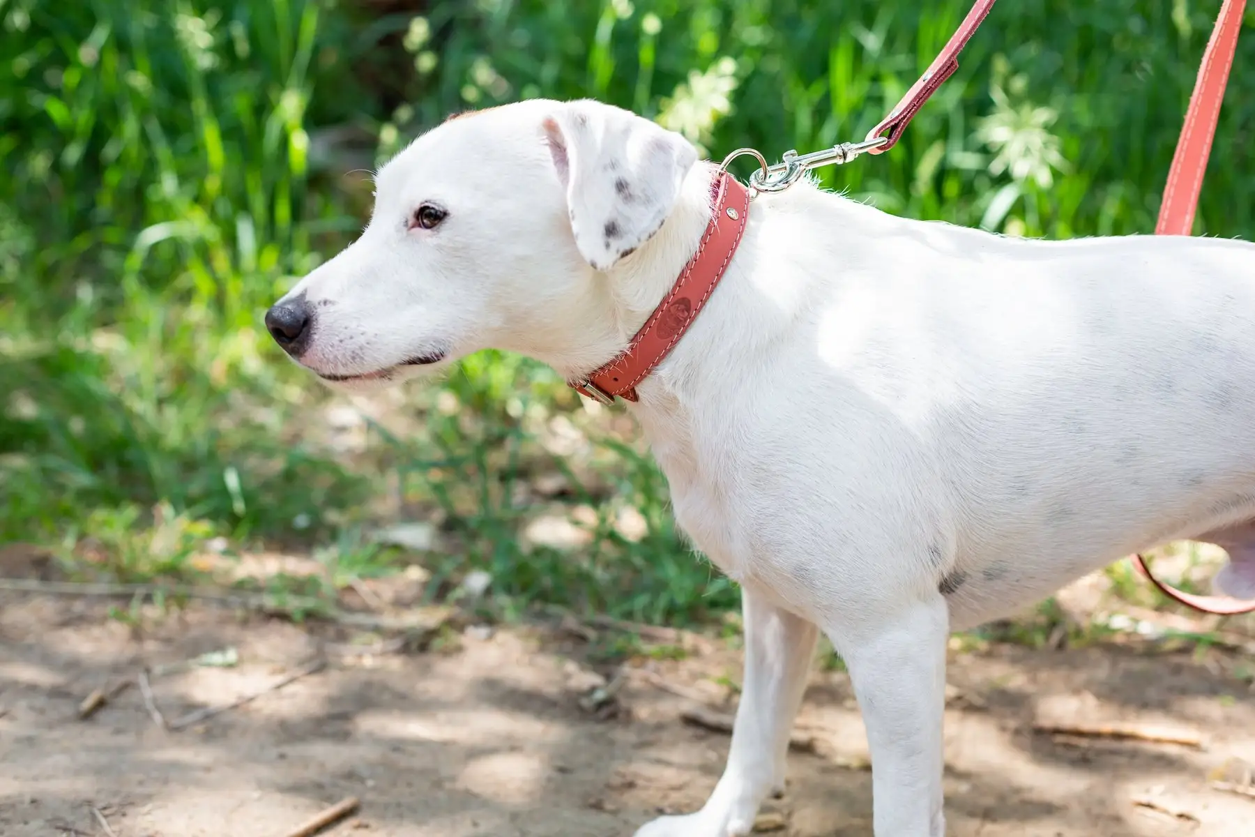 Neuzugang hochwertiges Euro-Hund-Traditionelles Leder-Hundehalsband