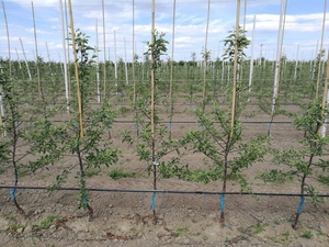 Cọc tre Tonkin 26/28mm x 295cm, dùng đỡ cây - Product Image 5