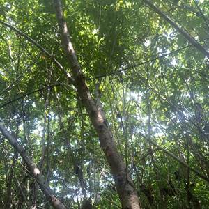 Tao Jiao Gomme pêche sauvage naturelle biologique pour faire une soupe dessert - Product Image 5