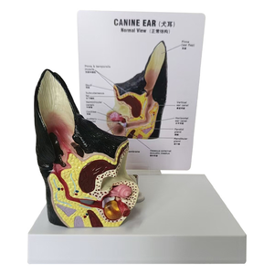 3-подробная модель анатомии уха собаки с видимой структурой хряща - Product Image 2