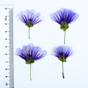 <span class=keywords><strong>Malva</strong></span> Sinensis flor prensada para marco funda de teléfono vela arte de resina - Product Image 3