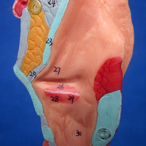 Staccabile Anatomia Bronchi Modello, Albero Bronchiale, Laringe e Trachea Modello - Product Image 6