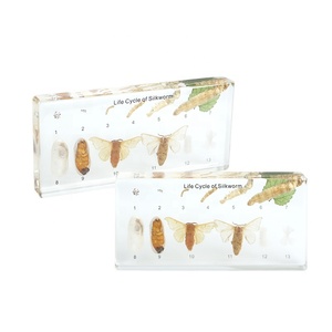 शिक्षण उपकरण के लिए स्पष्ट सिल्कवर्म जीवन चक्र नमूना - Product Image 2