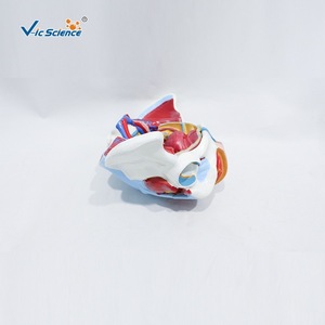 Un outil pédagogique médical en quatre parties pour démonter et assembler un modèle des vaisseaux sanguins et des nerfs du bassin féminin. - Product Image 4
