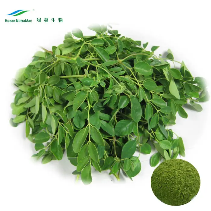 Moringa lá chiết xuất bột cấp thực phẩm 100% thảo dược tự nhiên chiết xuất thực phẩm sức khỏe 10-20 gam mẫu miễn phí Moringa lá để bán