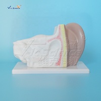 Modelo anatómico para agrandar la oreja, ciencia médica, anatomía del oído humano, modelo educativo, modelo de oído humano 3D anatómico agrandado