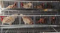 Indonésie Philippines 1000 poules, ferme avicole, une porte, un poulet
