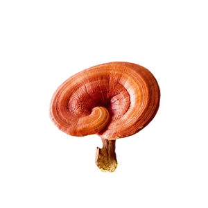 Сушеный гриб Рейши/гриб Lingzhi высочайшего качества - Product Image 5