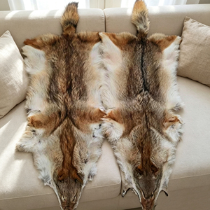 Pieles de Coyote Naturales de Alta Calidad al por Mayor, Pieles de Coyote Genuinas de Lujo para Decoración del Hogar - Product Image 5