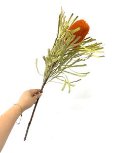 Ideas de Productos Nuevos 2025: Flores Secas de Protea Banksia Rosa Preservadas para Decoración de Bodas, San Valentín, Graduaciones y Navidad - Product Image 3
