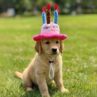 Chapeau d'anniversaire en coton pour chiens et chats, 5 couleurs, motif bougie, accessoire personnalisé pour animaux de compagnie, idéal pour les fêtes d'automne, d'été et d'hiver