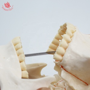 Model bantuan pengajaran biologi tengkorak manusia FRT020 Model tengkorak anatomi dalam kualitas tinggi Model tulang dewasa latihan medis - Product Image 5