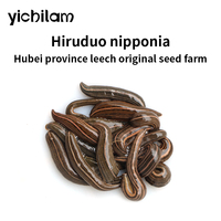 Direct des extraits d'animaux d'usine sangsues vivantes Hirudo Nipponia pour la thérapie de sangsue