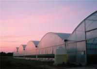 Serre multi-travées en plastique durable, grande taille, prix usine, qualité supérieure, vente chaude, serre multi-travées personnalisée