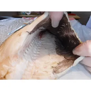 लंबी लाइन पकड़ा काले कॉड पारा संयुक्त राज्य अमेरिका में मूल कॉड मछली जठर काले कॉड