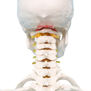 Mô hình bộ xương người lớn 170cm với dây thần kinh và mạch máu phòng thí nghiệm Mô hình giảng dạy khoa học y tế - Product Image 3