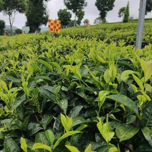Offre Spéciale Pivoine blanche de première qualité Bai Mu Dan boissons amincissantes en vrac au thé - Product Image 5