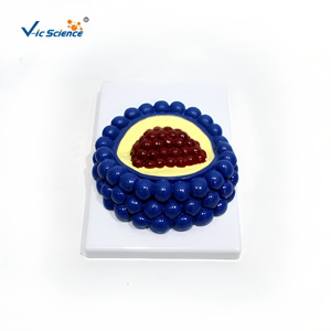 Juego de <span class=keywords><strong>4</strong></span> Modelos de Estructura de Virus, Modelo Anatómico de Microorganismos Ampliados, Material Didáctico para Laboratorio Biológico y Escuela, CE/ISO/ROHS/CNAS - Product Image 4