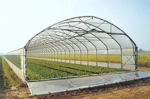 Invernadero Agrícola de Túnel con Película de Polietileno de Bajo Costo y al Mejor Precio - Product Image 4