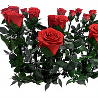 Rose unique naturelle préservée de haute qualité, faite à la main, véritable, longue durée, immortelle, éternelle, roses préservées avec tige