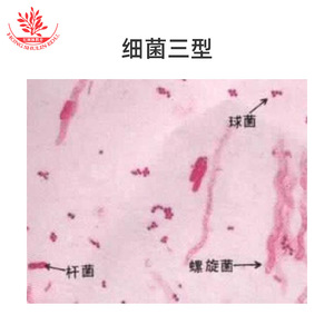 Lames de microscope bactériologiques, structure de laboratoire claire et typique, standard universitaire, kit de champignons biologiques, enseignement supérieur - Product Image 5