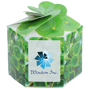 Kit <span class=keywords><strong>de</strong></span> Jardinière Pop-up Personnalisable avec Logo, pour Plante <span class=keywords><strong>de</strong></span> la Fortune, Pliable, Portable, Cadeau Unique Porte-Bonheur et <span class=keywords><strong>de</strong></span> Prospérité, Promotionnel, Vente en Gros - Product Image 2
