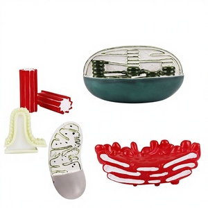 Modèle de structure d'organe, morphologie cellulaire, démonstration structurelle par microscope électronique, aide pédagogique pour la biologie au lycée - Product Image 1