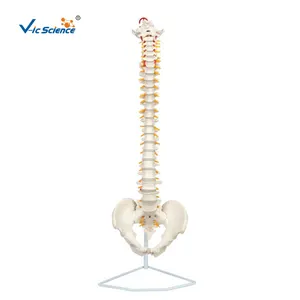 柔性脊柱教学女性骨盆模型带胎儿颅骨