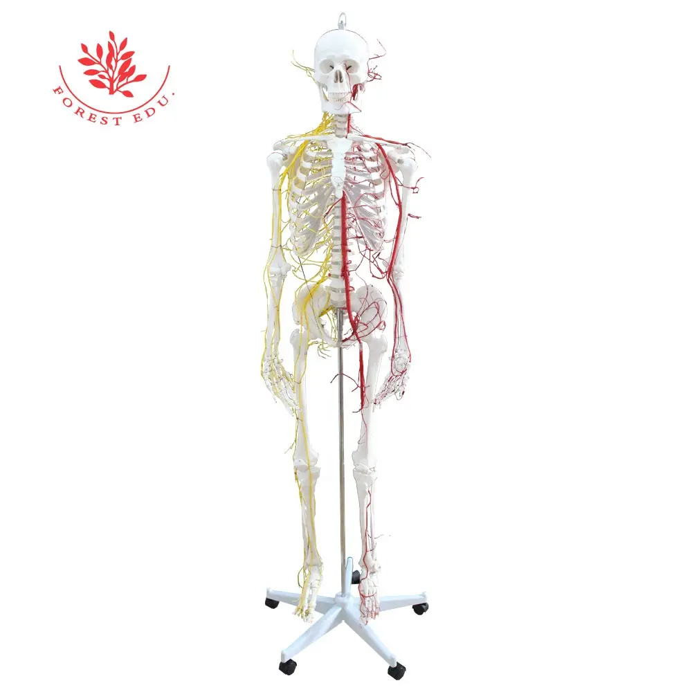 Medical Science FRT002B Best Quality for Teaching Tools 180cm Human Skeleton with Nerves And Blood Vessels Anatomical Model