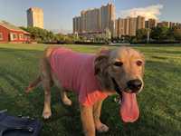 Kaos Anjing Bahan Katun 180g 18 Warna Polos untuk Anjing Kecil Besar French Bulldog Dachshund Golden Retriever