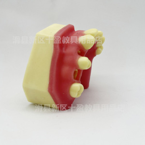 แบบจำลองฟันปลอมชิอิง รุ่น Pim-21 ทำจากเรซิ่น สำหรับฝึกปฏิบัติทางการแพทย์วิทยาศาสตร์ ช่องปากส่วนหนึ่ง - Product Image 3