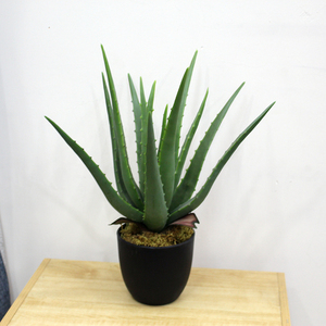 Hot <b>Sale</b> Real Touch Artificial <b>Aloe</b> <b>Vera</b> Bonsai Indoor Decoration Potted <b>Plants</b> - Product Image 3