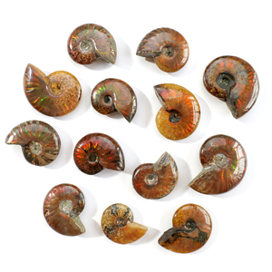 Vente en gros de coquilles d'ammonites naturelles avec iridescence arc-en-ciel, spécimens d'ammolites polies pour la guérison, la décoration intérieure et la collection - Product Image 3