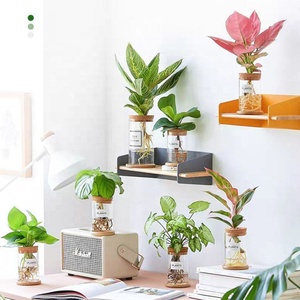 Décoration de maison moderne, mini pot de fleurs hydroponique, pot de plantes sans terre en PVC transparent avec vase en verre, plantes rondes vertes, jardin, pièce - Product Image 3