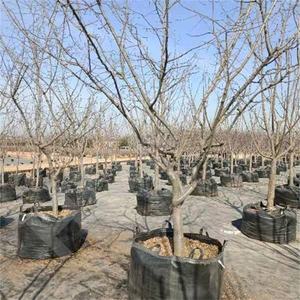 <span class=keywords><strong>Macetas</strong></span> de Plástico Negras HOKBG al por Mayor, Económicas, de 5, 7, 10, 15, <span class=keywords><strong>20</strong></span>, 25, 50, 75 y 100 Galones, para Viveros, Plantas de Exterior y Plantación de Árboles - Product Image 2