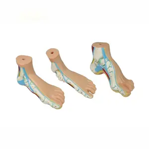 ayak mankenler Suppliers-Yaşam boyutu 3 parça yay/düz/Normal ayak modeli, ayak manken anatomik modeli tıbbi öğretim için