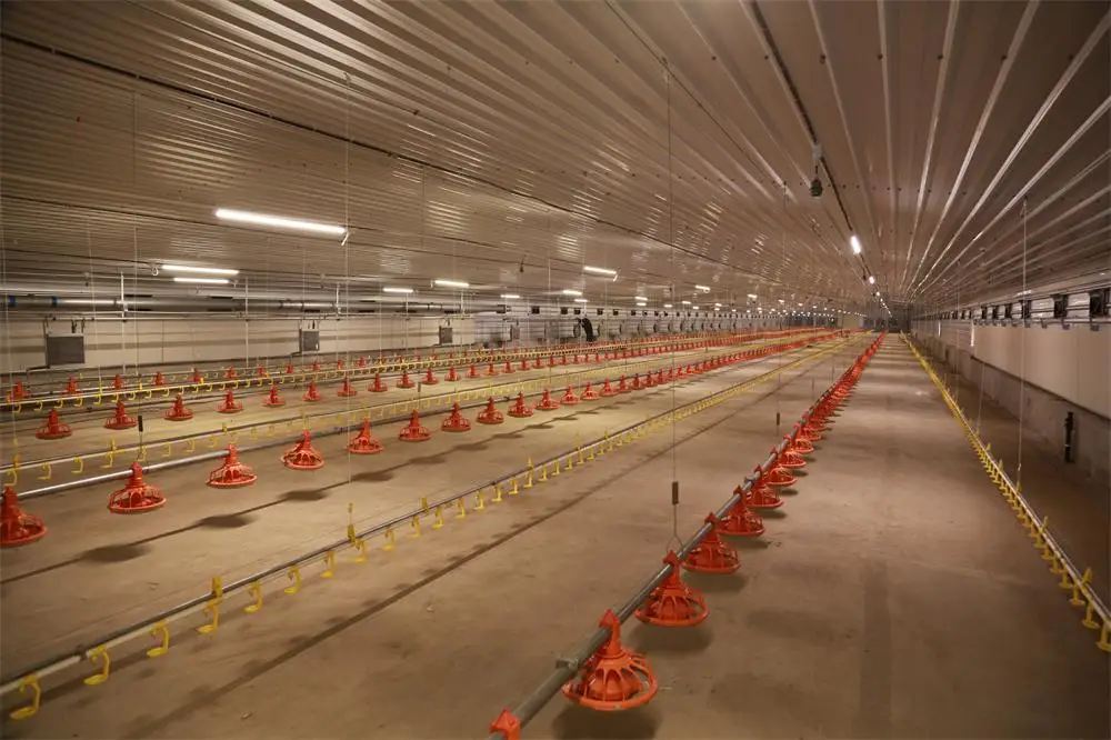 Auto Drinking feeding poultry farm design chicken house automatic feeding line and drinking line