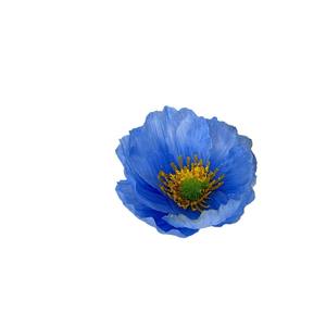 Flor de Amapola Artificial, Flor de Seda Hecha a Mano, Decoración para Bodas, Decoración para el Hogar - Product Image 5