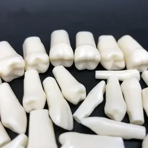 نموذج أسنان للتدريب على طب الأسنان، أسنان Typodont، أسنان صناعية، نموذج أسنان Frasaco - Product Image 4